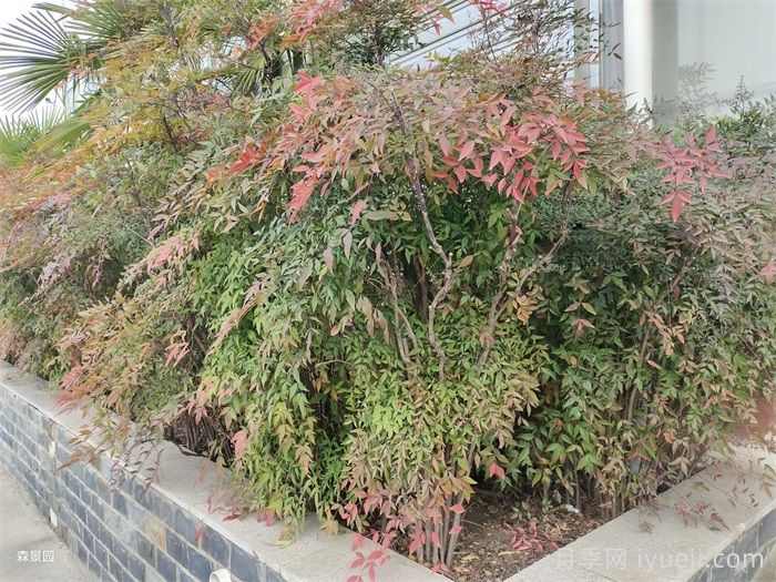 南天竹的优点和和绿化园林应用(图1)