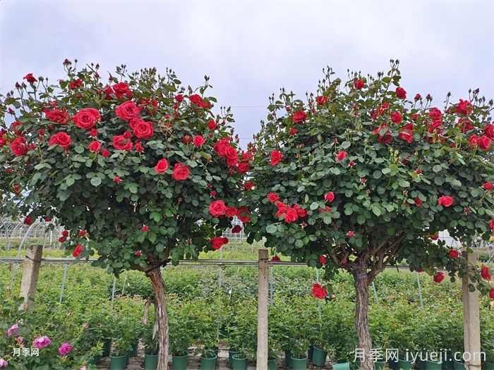 绿化苗木行业的主流树种有哪些？月季树受欢迎(图1)