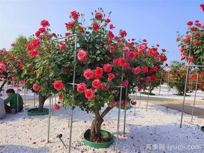 南阳树状月季走俏，山木香根也火了，不少人月入几万(图1)