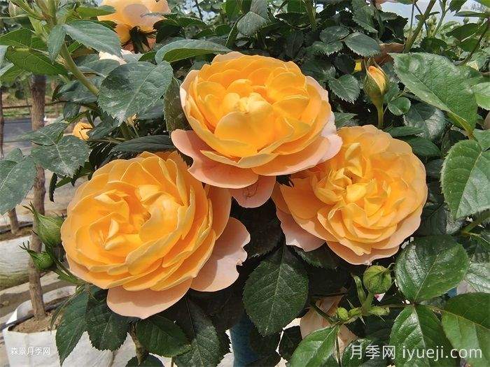 常见10种绿植花卉养护,养花人必看(图1) 常见10种绿植花卉养护,养花人必看(图1)