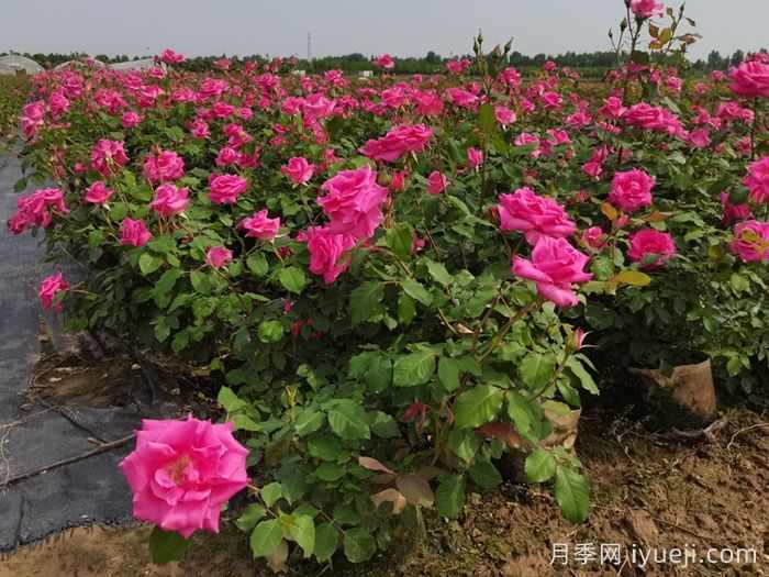 园林养护全攻略,从基础操作到工具使用标准(图1) 园林养护全攻略,从基础操作到工具使用标准(图1)