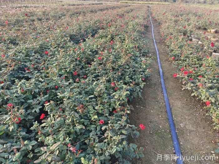 三大苗圃除草技巧分享(图1) 三大苗圃除草技巧分享(图1)