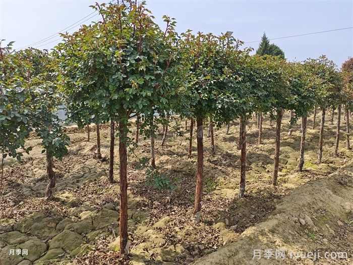 7个对策,轻松避免树木回芽死亡(图1) 7个对策,轻松避免树木回芽死亡(图1)