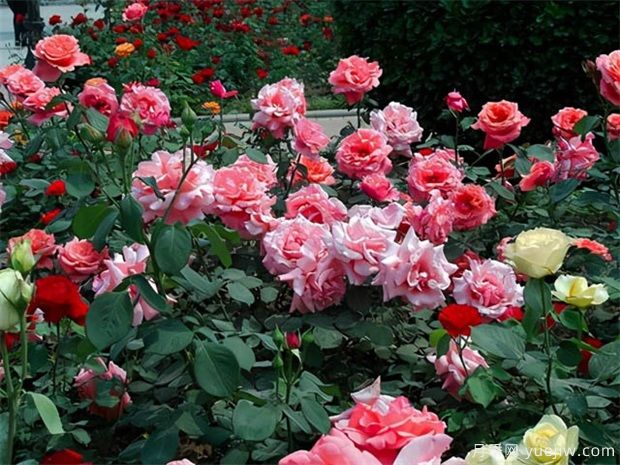 林业术语草原术语园林术语,花木工作者必知的名词术语(图1) 林业术语草原术语园林术语,花木工作者必知的名词术语(图1)