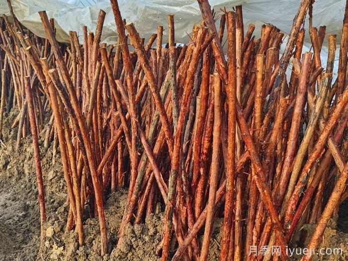 南阳树状月季走俏，山木香根也火了，不少人月入几万(图2)