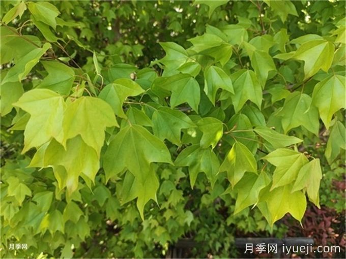 三角枫、五角枫、元宝枫、鸡爪槭…到底怎么辨别?(图1) 三角枫、五角枫、元宝枫、鸡爪槭…到底怎么辨别?(图1)