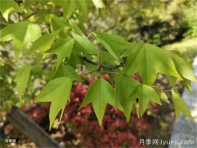 如何分辨三角枫、五角枫、元宝枫、鸡爪槭,有图片(图1) 如何分辨三角枫、五角枫、元宝枫、鸡爪槭,有图片(图1)