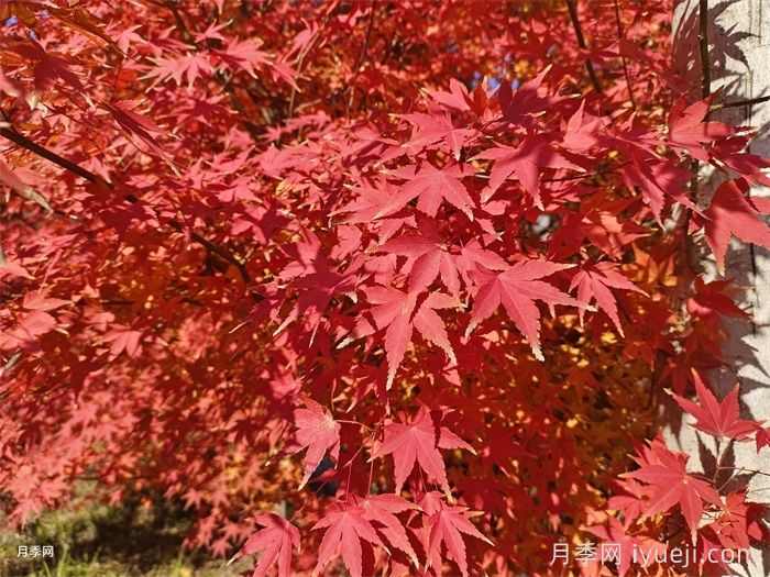三角枫、五角枫、元宝枫、鸡爪槭…到底怎么辨别?(图5) 三角枫、五角枫、元宝枫、鸡爪槭…到底怎么辨别?(图5)