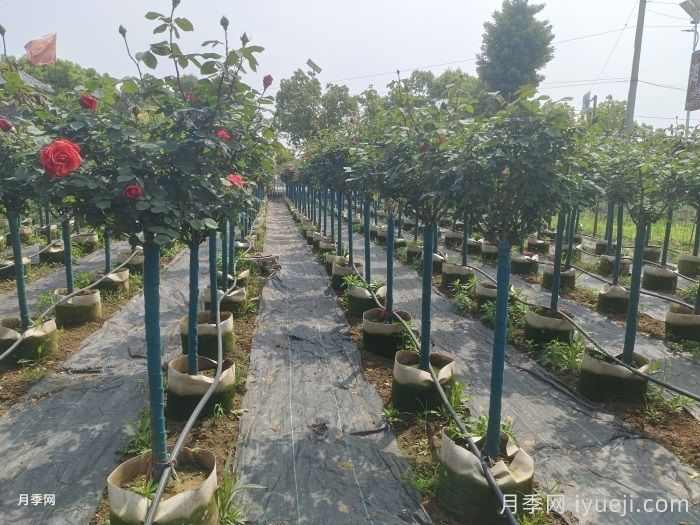 园林苗木从苗圃到工地过程,教你成为苗木养护专家(图1) 园林苗木从苗圃到工地过程,教你成为苗木养护专家(图1)