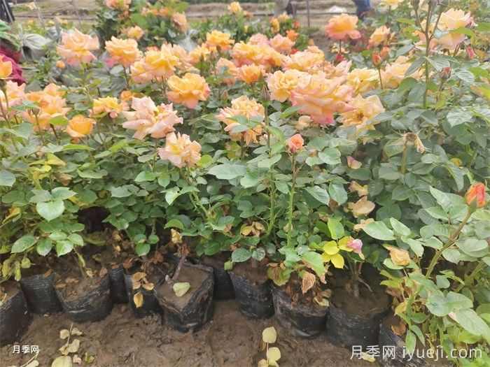 园林苗木从苗圃到工地过程,教你成为苗木养护专家(图2) 园林苗木从苗圃到工地过程,教你成为苗木养护专家(图2)