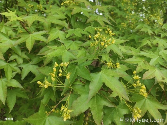 如何分辨三角枫、五角枫、元宝枫、鸡爪槭,有图片(图2) 如何分辨三角枫、五角枫、元宝枫、鸡爪槭,有图片(图2)