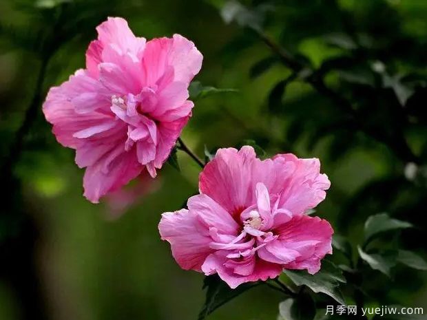 木槿品种图片和产地价格(图1) 木槿(图1)