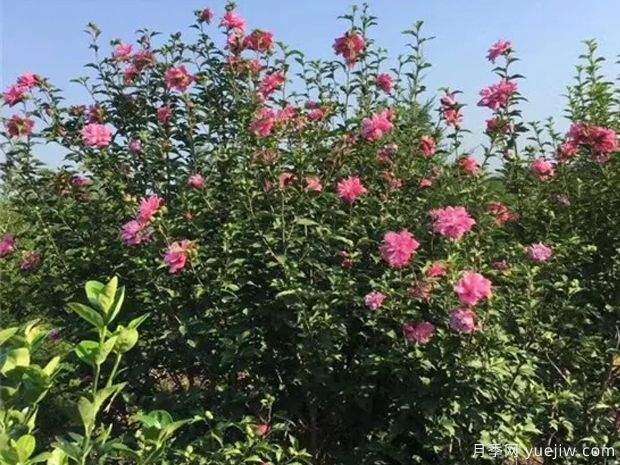 木槿品种图片和产地价格(图2) 木槿(图2)