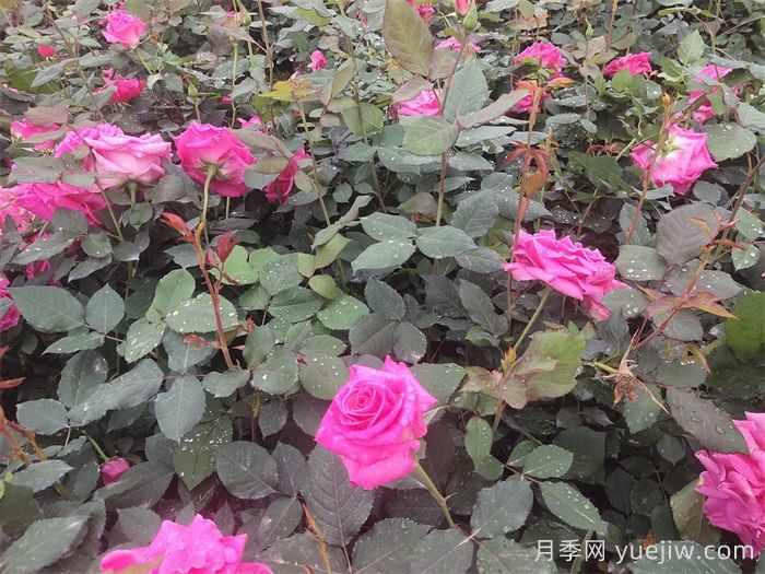 甘肃天水甘谷两代人的月季梦(图1) 甘肃天水甘谷两代人的月季梦(图1)