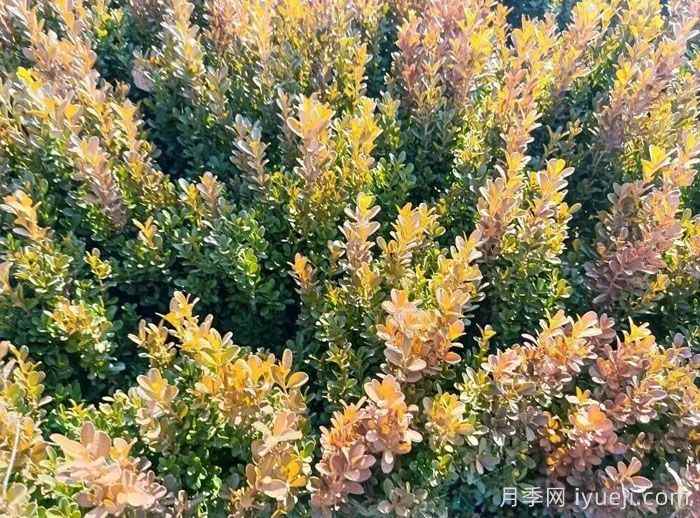 小叶黄杨秋冬季叶片变红原因分析与养护要点(图1) 小叶黄杨秋冬季叶片变红原因分析与养护要点(图1)
