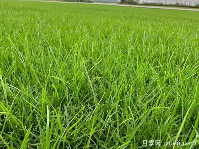 常见草坪种类分类、品种特性及应用(图1)