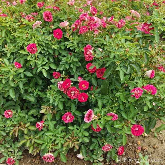 北方冬季居民园区花箱的造景配置和植物品种选择(图1) 北方冬季居民园区花箱的造景配置和植物品种选择(图1)