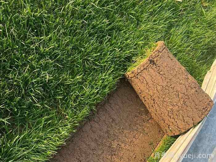 常见草坪种类分类、品种特性及应用(图2)