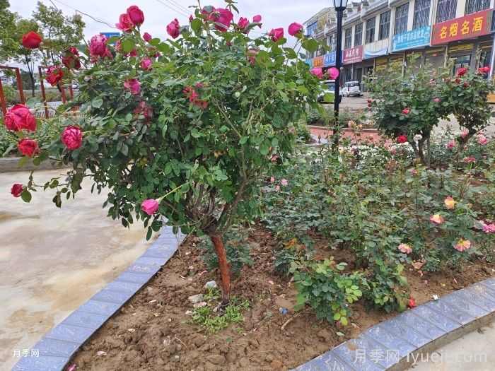 八月月季花卉养护,园丁的打理事宜(图2) 八月月季花卉养护,园丁的打理事宜(图2)