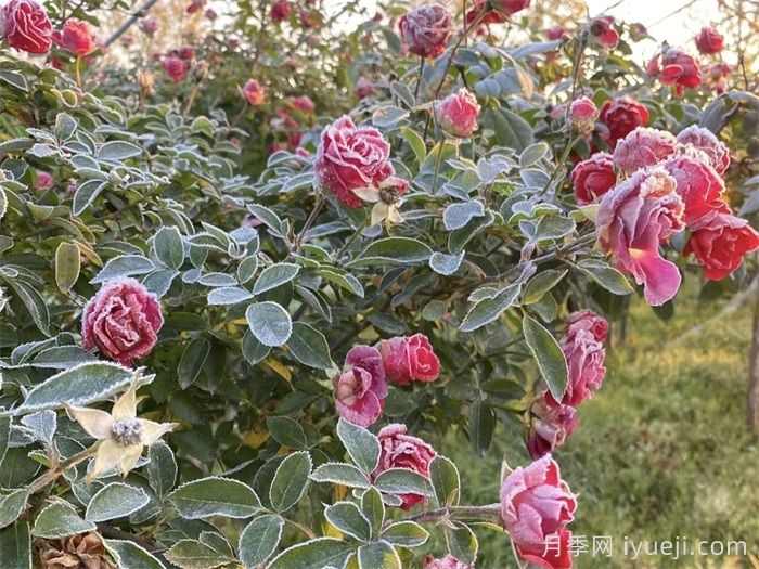 适合北方冬季花境营造的草本植物(图1) 适合北方冬季花境营造的草本植物(图1)