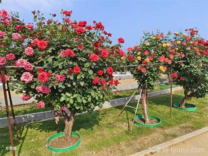 城镇园林绿化专业术语(图1) 城镇园林绿化专业术语(图1)