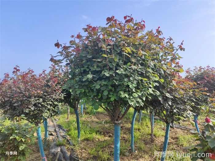 园林植物栽植季节简介(图1) 园林植物栽植季节简介(图1)