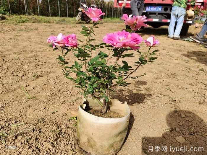 园林植物栽植季节简介(图2) 园林植物栽植季节简介(图2)