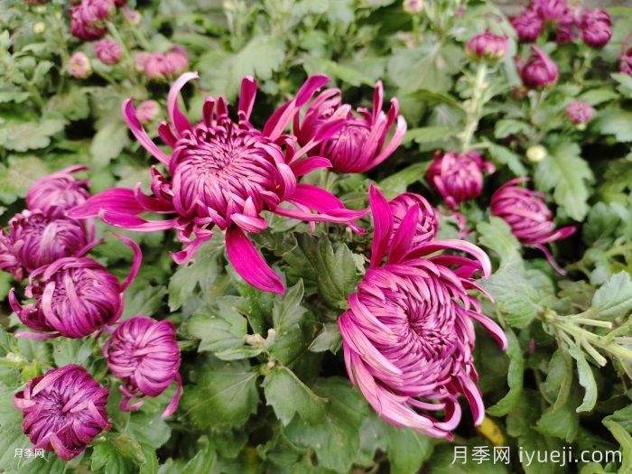 菊花的品种和分类(图1) 菊花的品种和分类(图1)