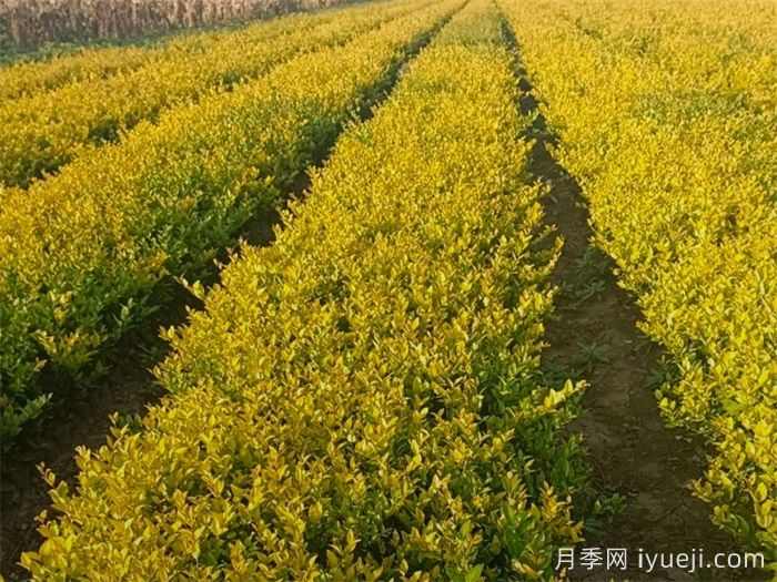 金森女贞养护栽培办法 (图1) 金森女贞养护栽培办法 (图1)