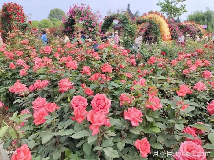 河南园林绿化的植物配置指南(图1) 河南园林绿化的植物配置指南(图1)