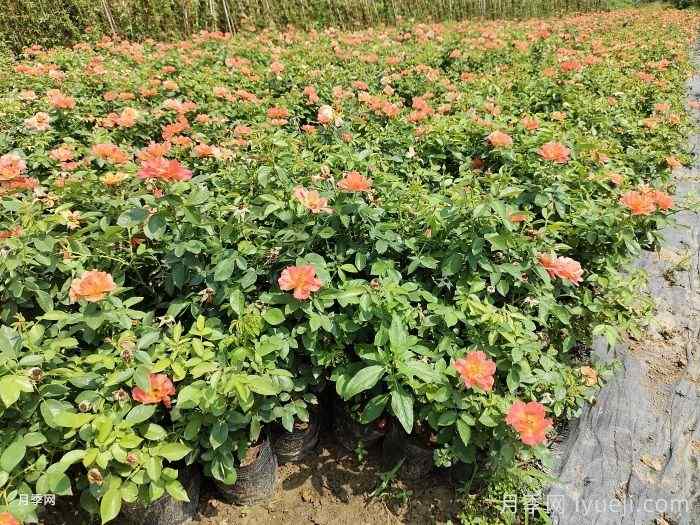 春季苗木施肥养护管理方法(图1) 春季苗木施肥养护管理方法(图1)