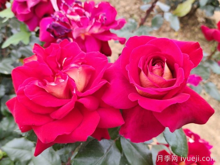 开花时间最长的8种花卉,你知道几种?(图2) 开花时间最长的8种花卉,你知道几种?(图2)