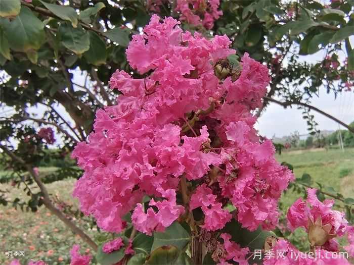 开花时间最长的8种花卉,你知道几种?(图1) 开花时间最长的8种花卉,你知道几种?(图1)