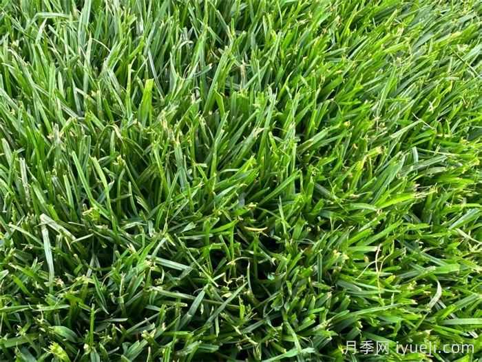 草坪病虫害防治注意事项(图1) 草坪病虫害防治注意事项(图1)