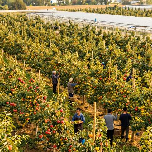 【种植技术工艺差异化：2026年农业创新竞争的核心密码】第二张图