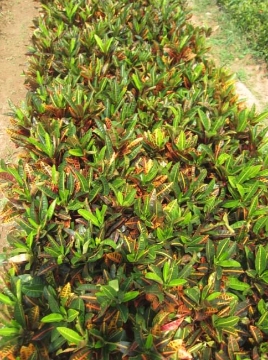 变叶木苗木批发：趋势爆发！优质变叶木助力园林绿化升级！