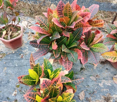 变叶木苗木批发：趋势爆发！优质变叶木助力园林绿化升级！