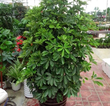 鸭脚木苗木批发