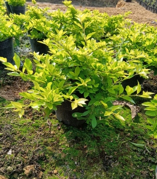 黄金叶苗木批发大揭秘！助力园林绿化，打造金黄美丽景观！