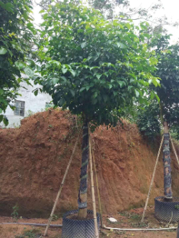 秋枫（Bischofia javanica）