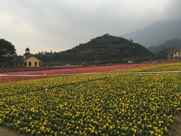“欧式风格花海景区：罗浮山自然环境与浪漫花卉景观的完美融合”