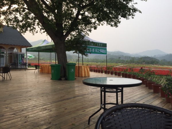 “欧式风格花海景区：罗浮山自然环境与浪漫花卉景观的完美融合”