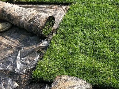 “马尼拉草皮：结缕草品种绿化工程的优选草皮”