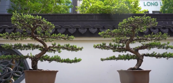 如皋花木园艺师:从盆景艺术到乡村振兴的劳务品牌 如皋花木园艺师:从盆景艺术到乡村振兴的劳务品牌