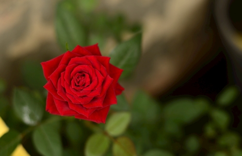 花草栽培秘籍:园林园艺中最受欢迎的花卉和植物 resized-微信图片_20251201095632_1005_39.jpg