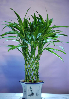 resized-微信图片_20251201095738_1007_39.jpg resized-微信图片_20251201095738_1007_39.jpg