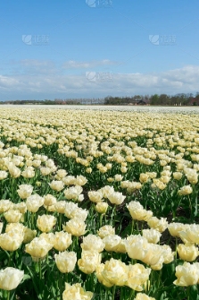 春季必种花草推荐，打造五彩斑斓的花园！