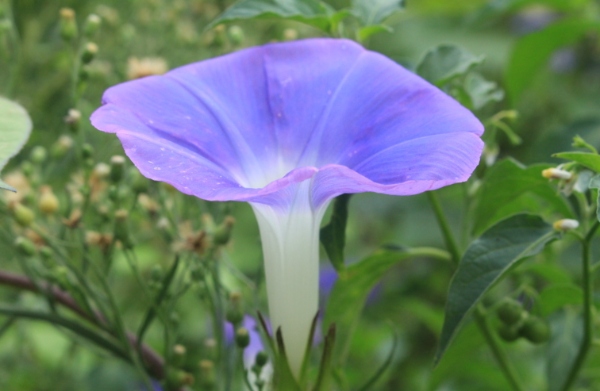 2025年度最美花草推荐，打造你的完美花园从这开始