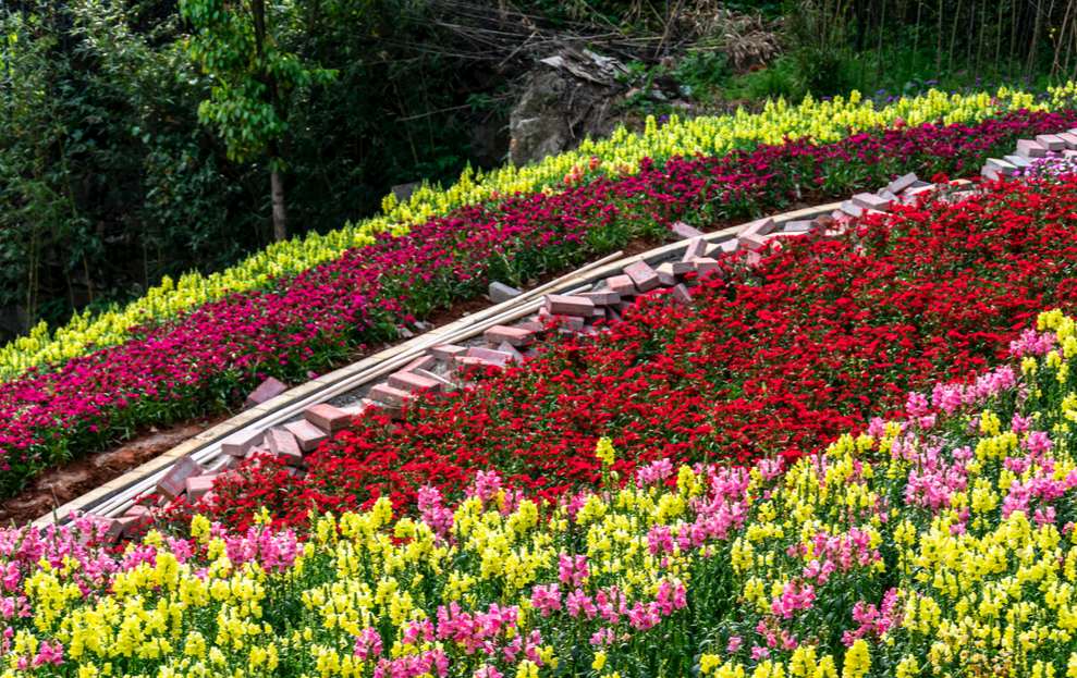 花境布置全攻略:从植物选择到配色设计 resized-e3900e05ada654293e12a06691c30142.jpg