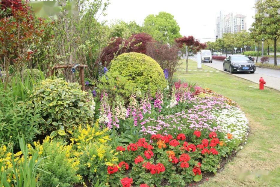 花境布置全攻略:从植物选择到配色设计 resized-R-C (3).jpg